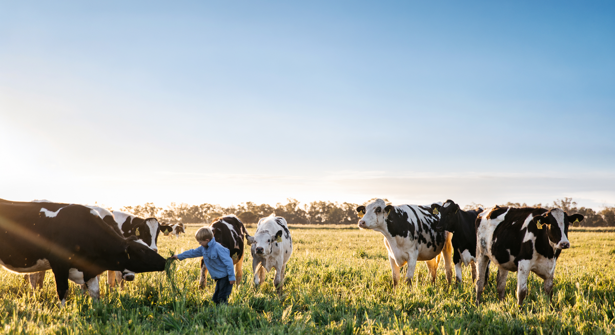A young child in a blue shirt reaches out to a black-and-white cow in a sunny grassy field, with several cows standing nearby under a clear blue sky.