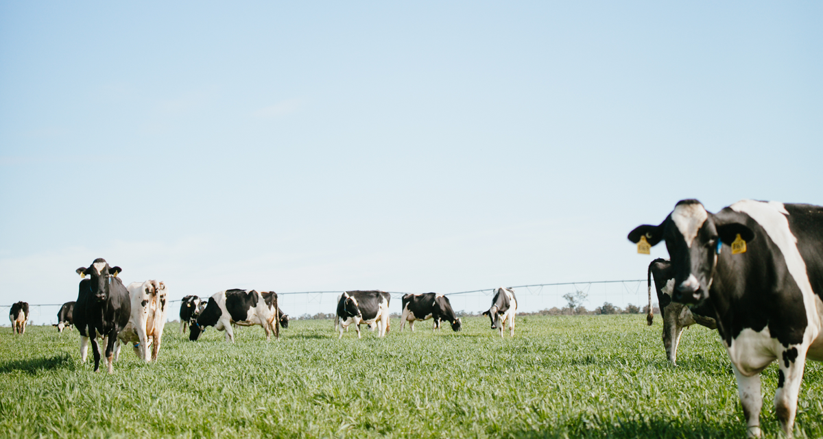 A herd of black and white cows grazing in a green grassy field under a clear blue sky, with one cow prominently featured in the foreground on the right.