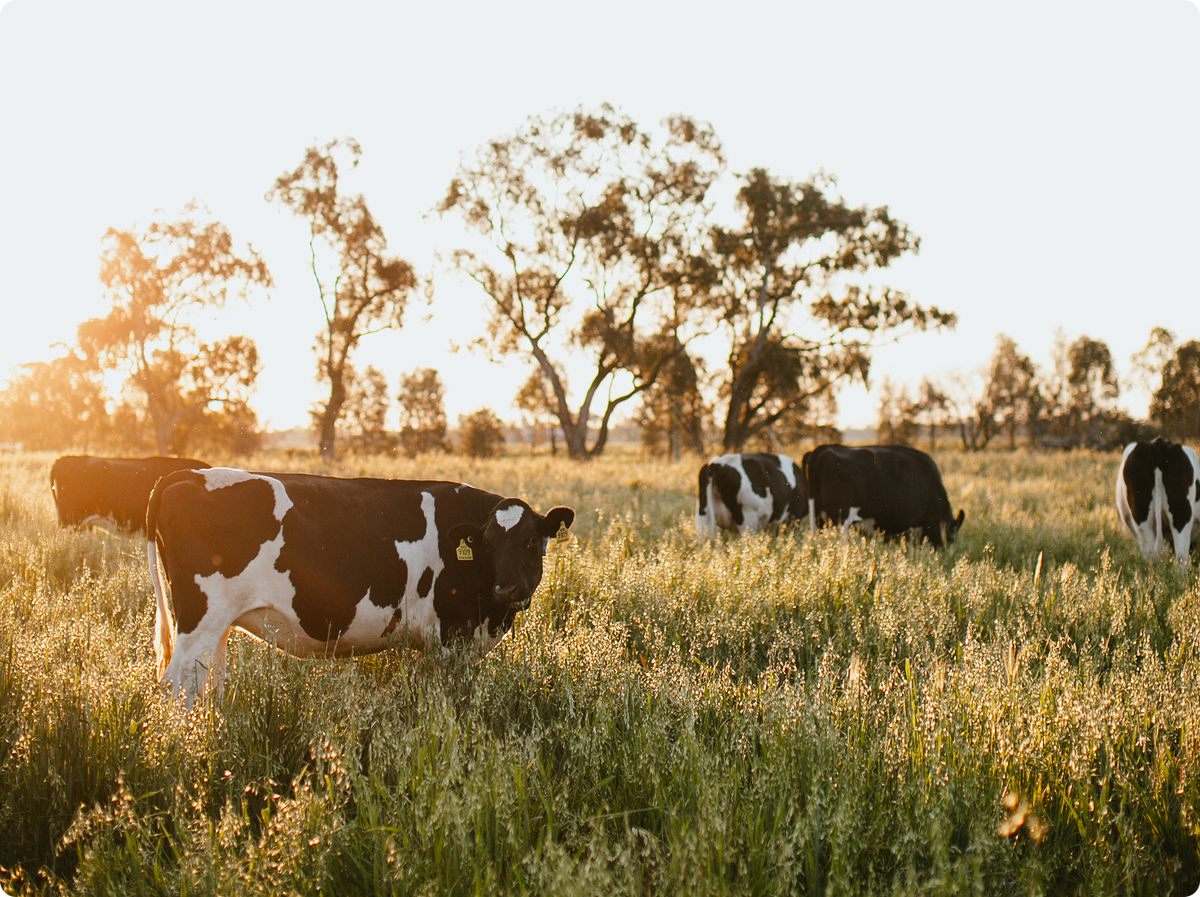 Black and white cows grazing in a sunlit grassy field with trees in the background.