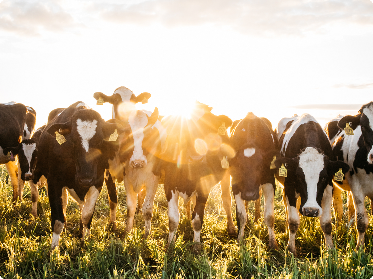 A herd of black and white Holstein cows standing in a grassy field at sunset, with bright sun flare shining through the center.