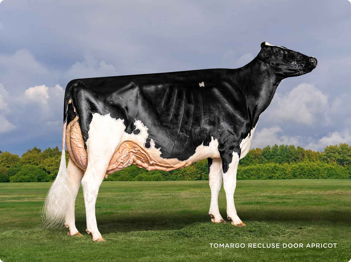 Tomargo Recluse Holstein cow
