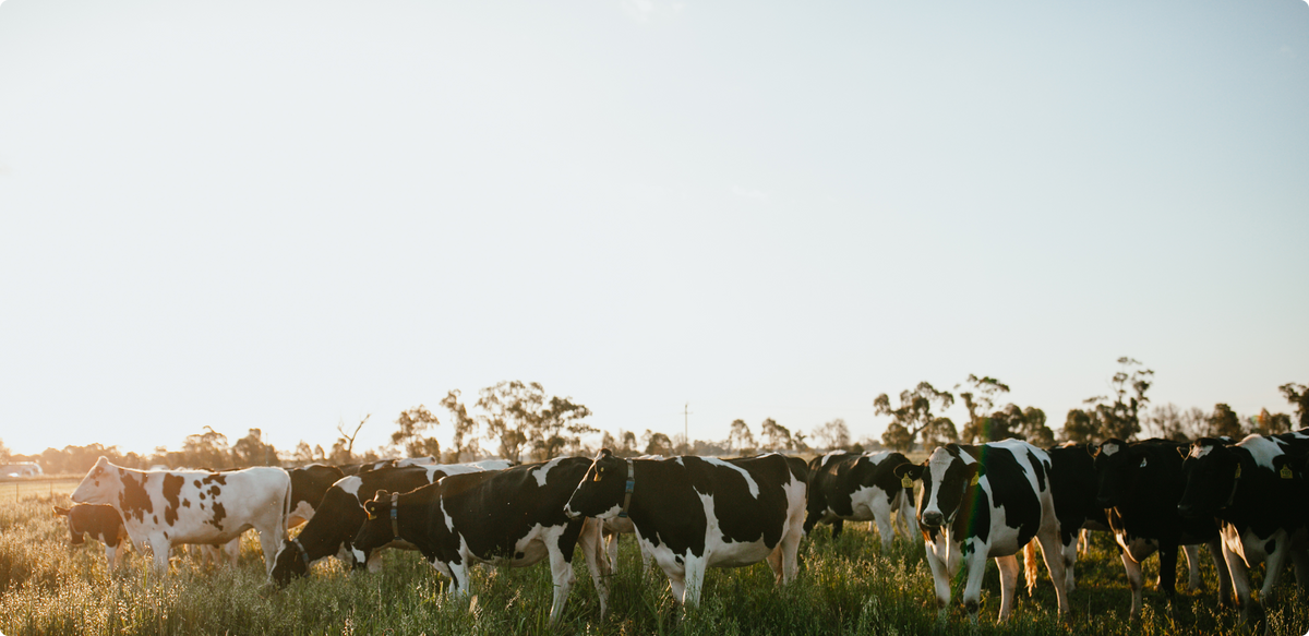 A herd of black and white dairy cows grazing in a grassy field during late afternoon sunlight, with trees and a pale sky in the background.