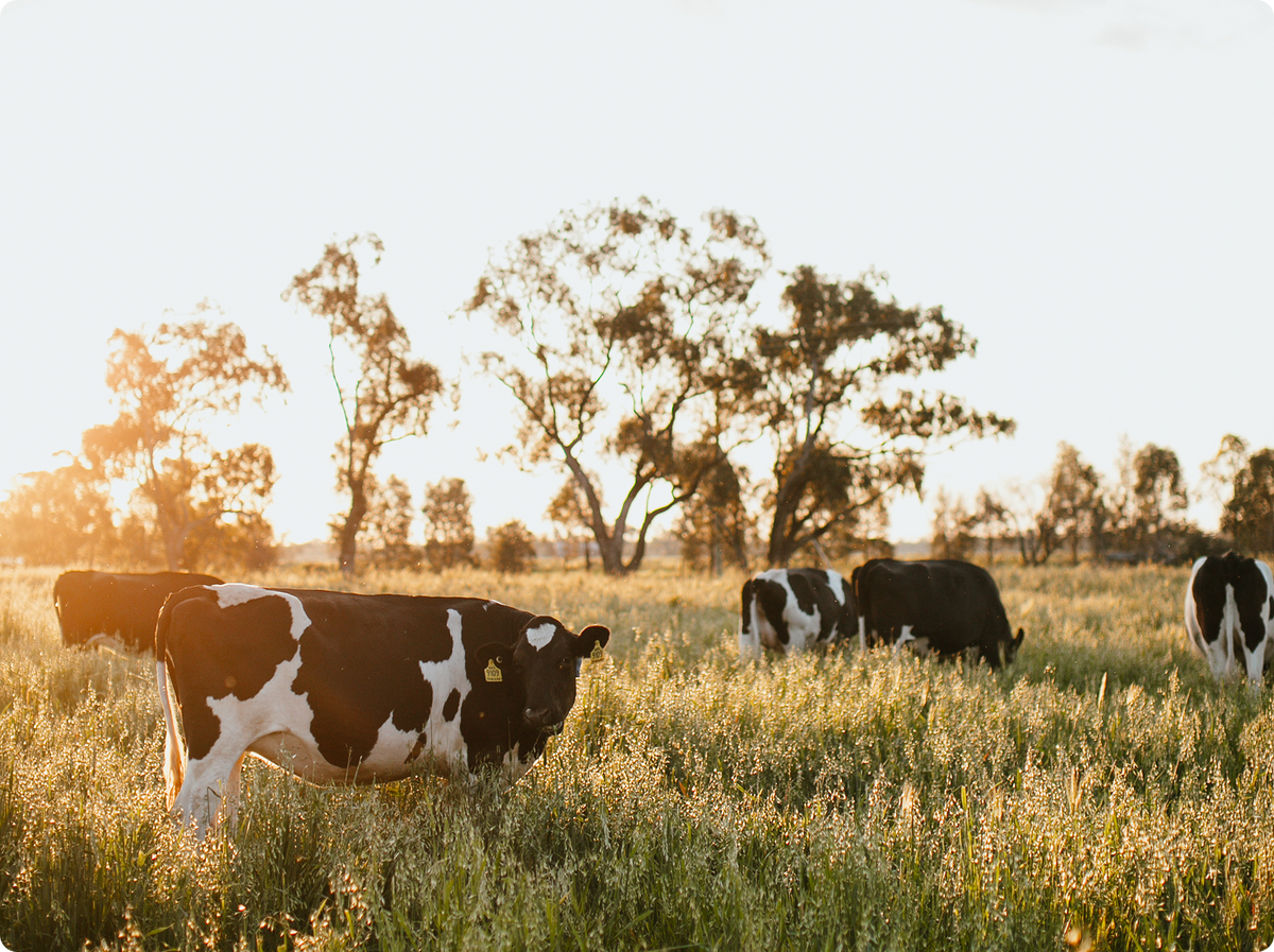 A pastoral outdoor scene with several black-and-white cows grazing in a sunlit grassy field under tall trees at sunset.