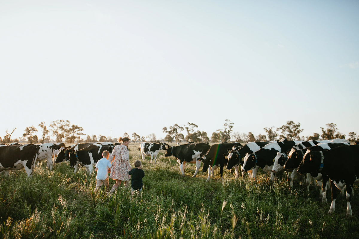 What makes Little Big Dairy Milk So Unique?