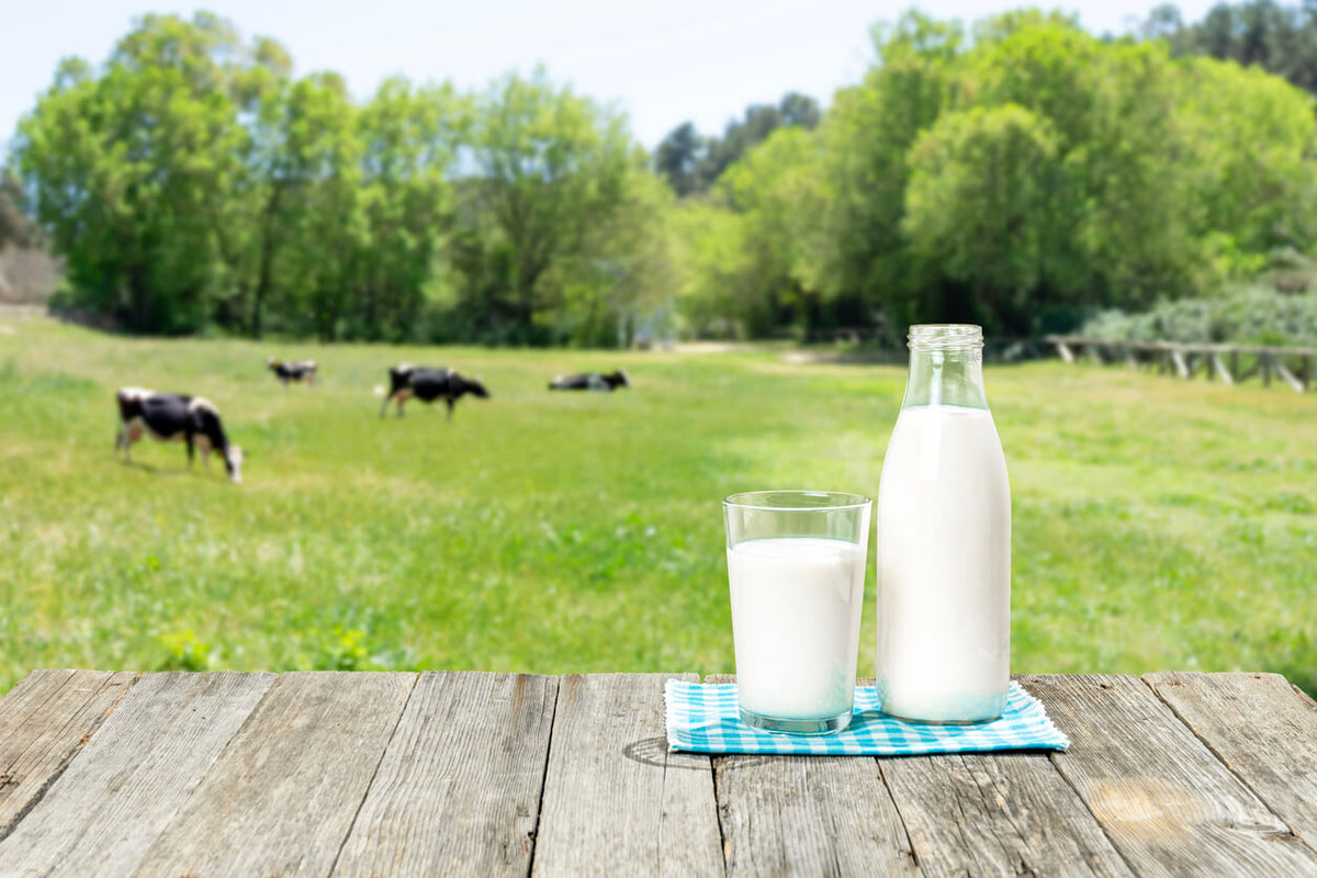 The Difference Between Fresh Milk and Long-Life Milk — Which is Better for Your Business?