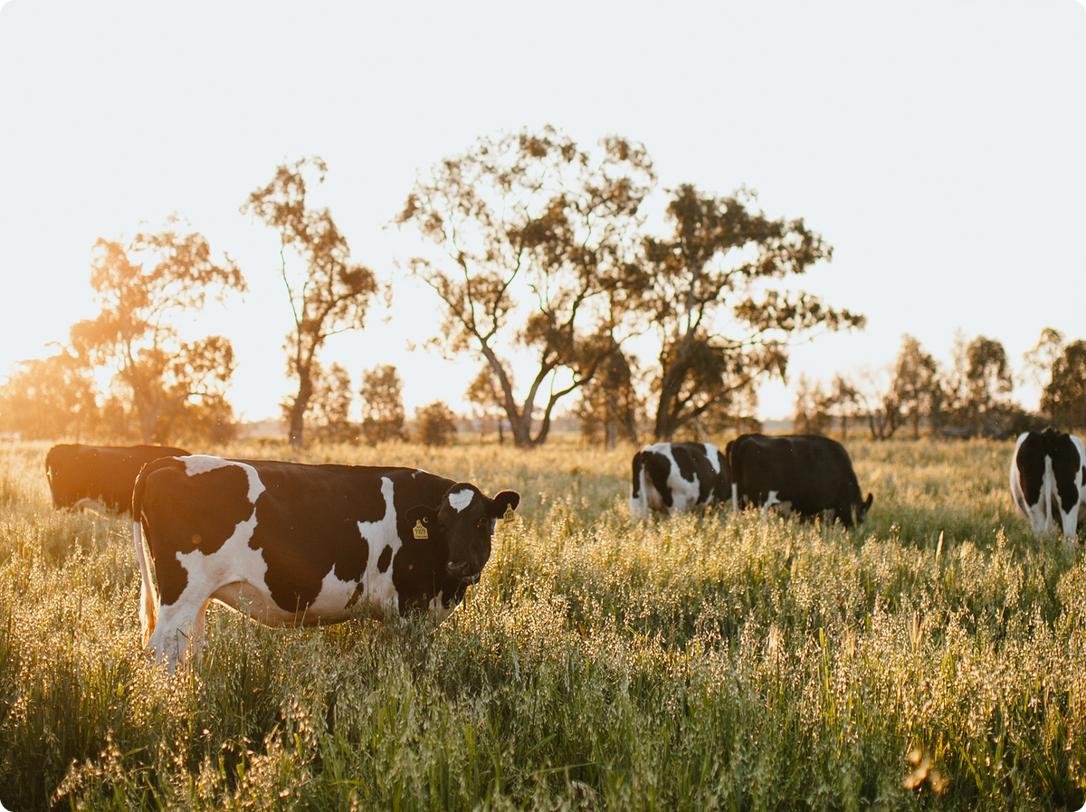 Cows in paddock at sunset