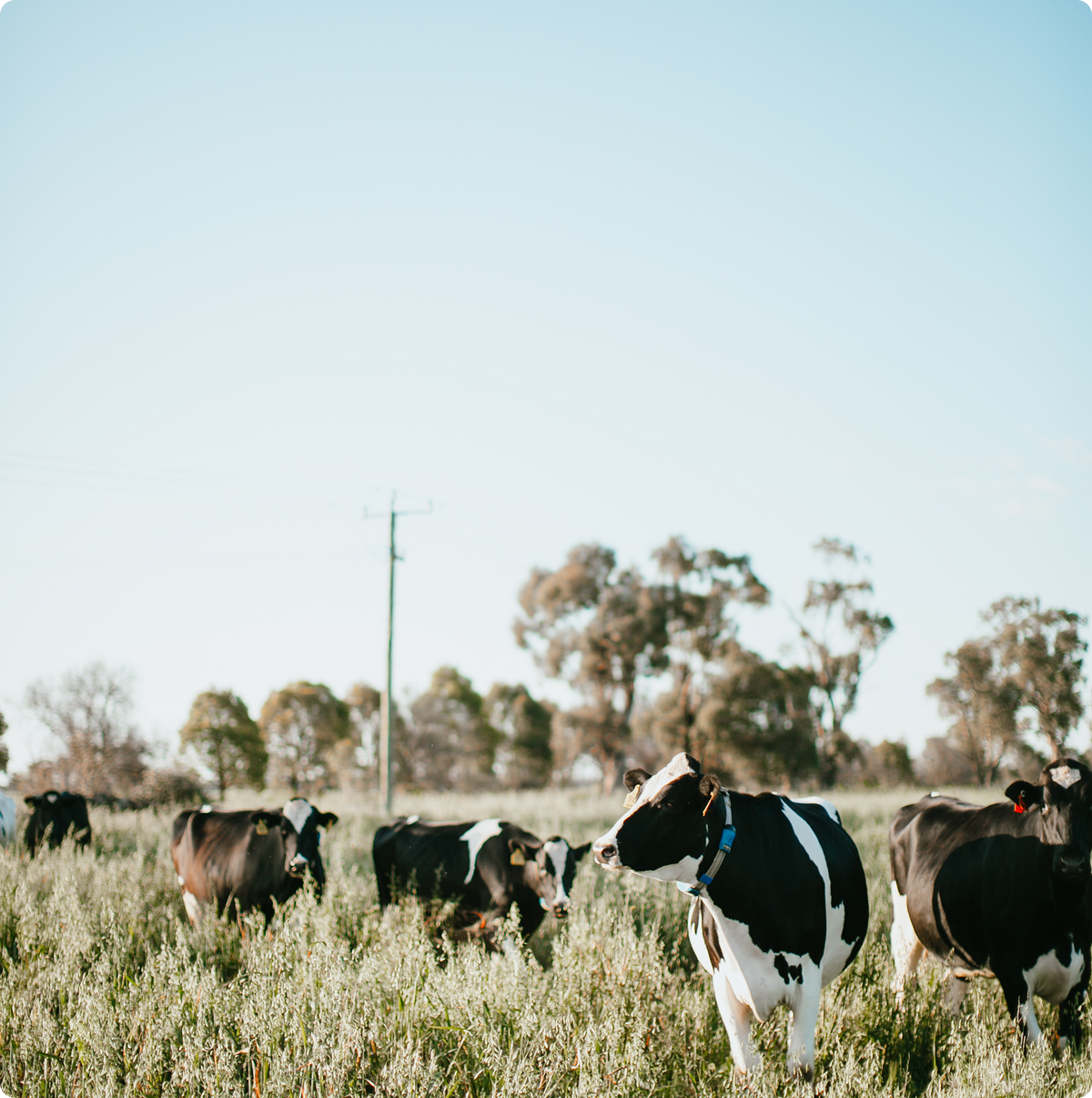 A herd of black and white dairy cows standing in a grassy field under a clear blue sky, with trees and utility poles in the background.