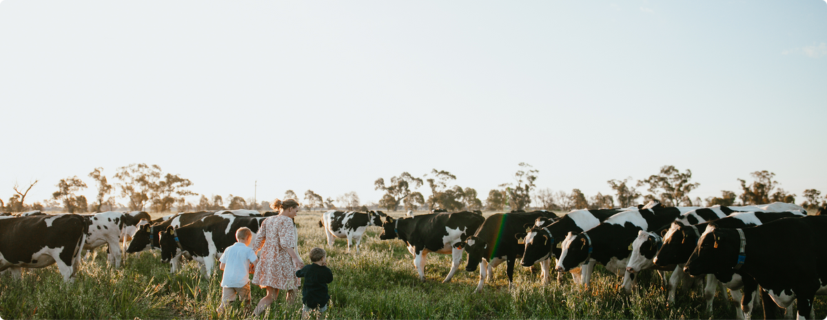 A wide outdoor farm scene at golden hour showing a herd of black-and-white cows in a grassy field, with a woman and two children standing among them under a pale blue sky.