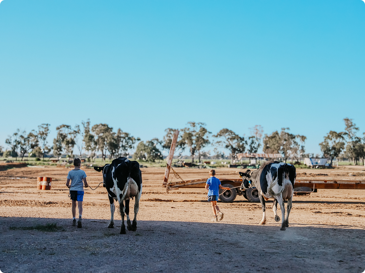 A wide outdoor farm scene with two black-and-white cows walking on a dirt paddock under a clear blue sky. A person in a gray shirt and blue shorts walks beside the left cow, and another person in a blue shirt walks beside the right cow.