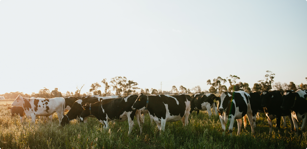 A herd of black and white dairy cows grazing in a sunny grassy field at sunset, with trees in the background.