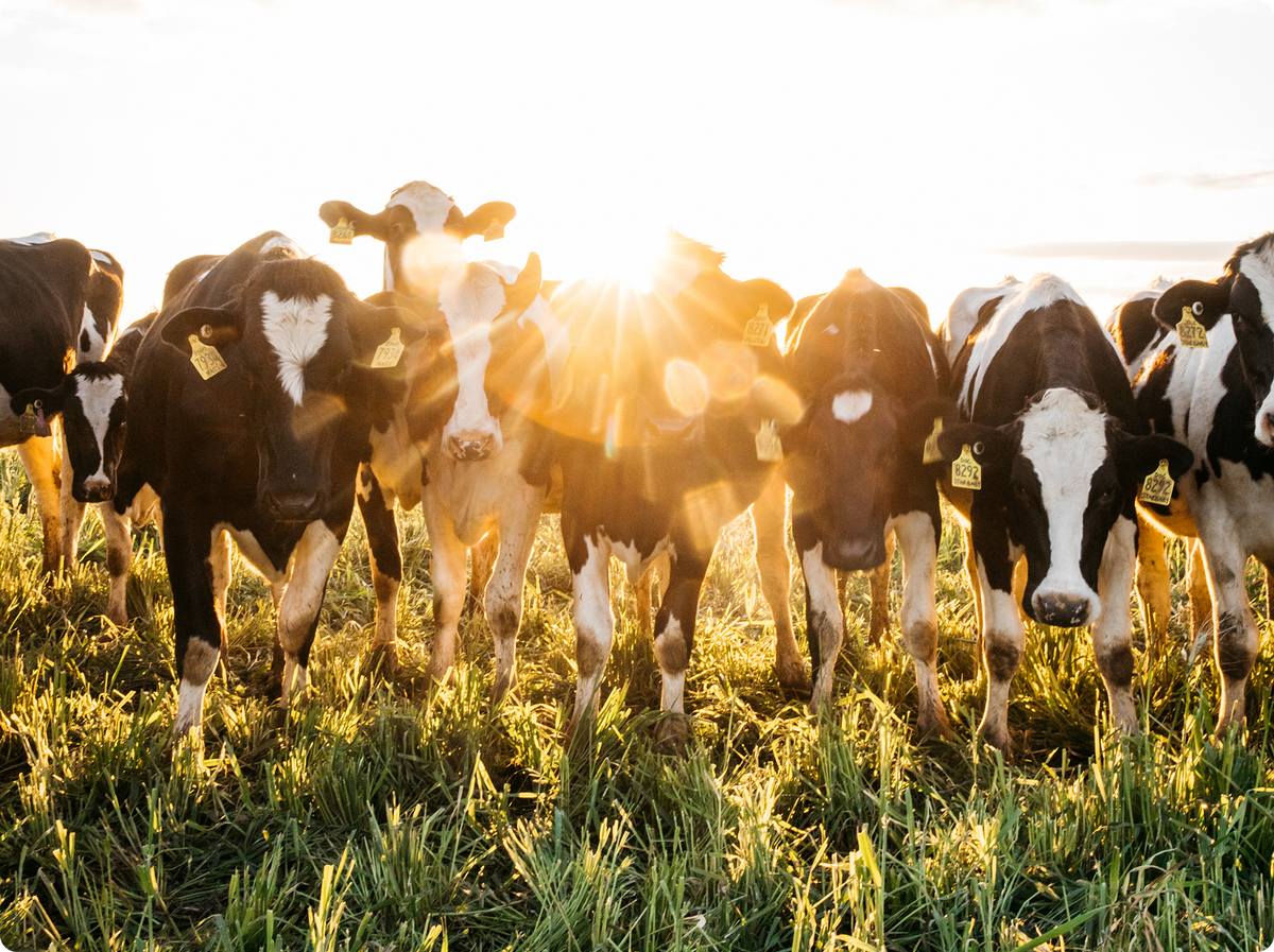 A herd of black and white cows in the sunset.