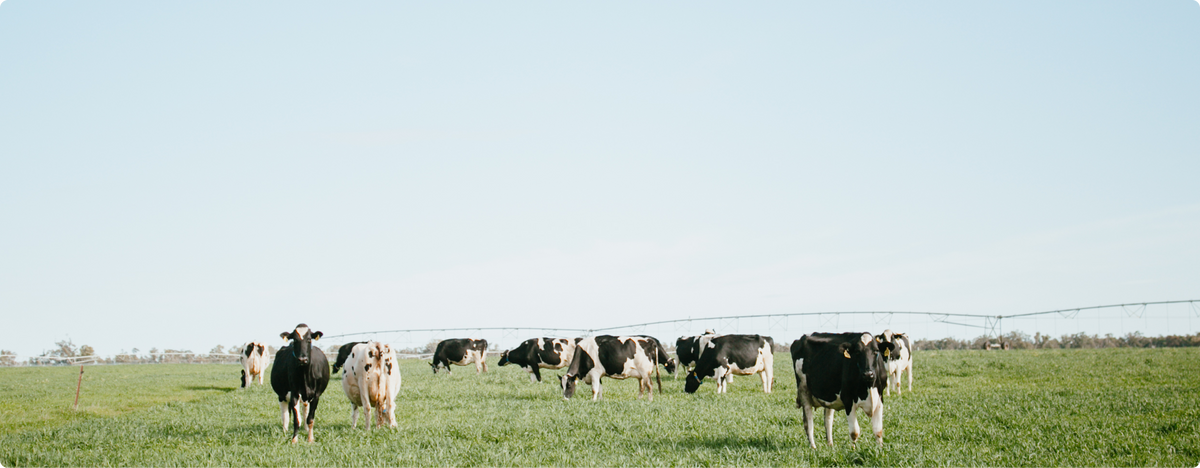 A herd of black and white dairy cows grazing in a wide green field under a clear pale blue sky.