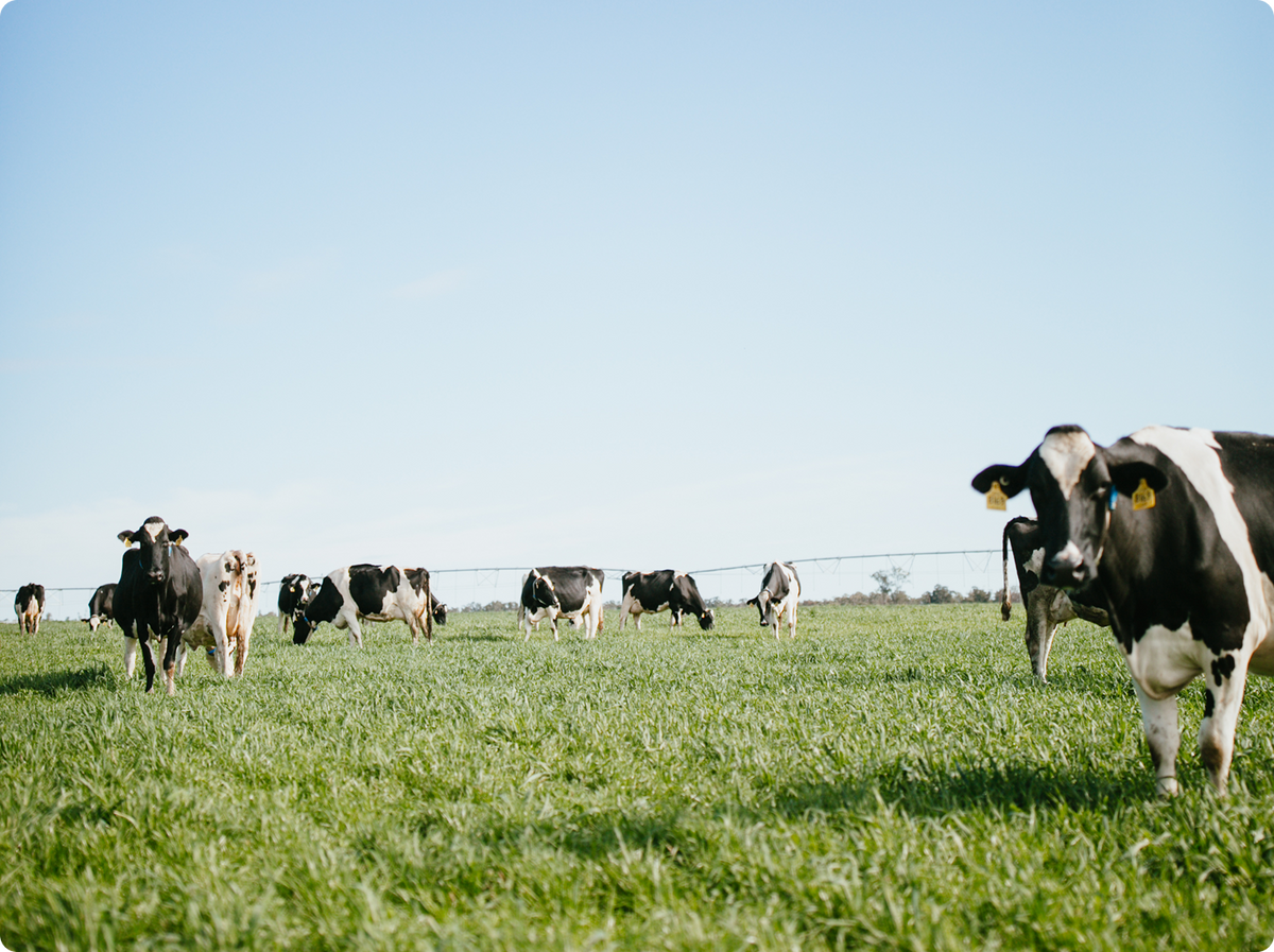 A herd of black and white cows grazing in a green grassy field under a clear blue sky, with one cow prominently in the foreground on the right.