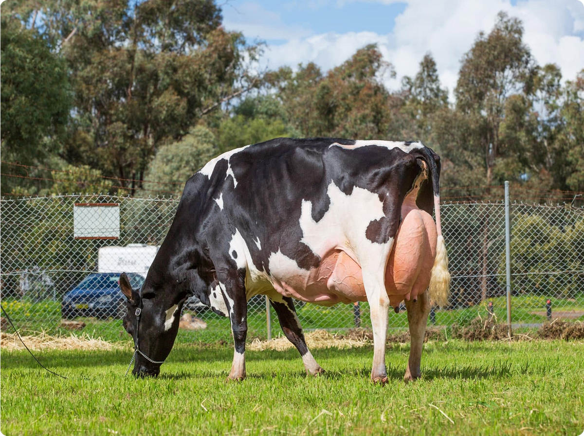 A black and white Holstein cow grazing on green grass in an outdoor paddock, with a chain-link fence, trees, and blue sky in the background.
